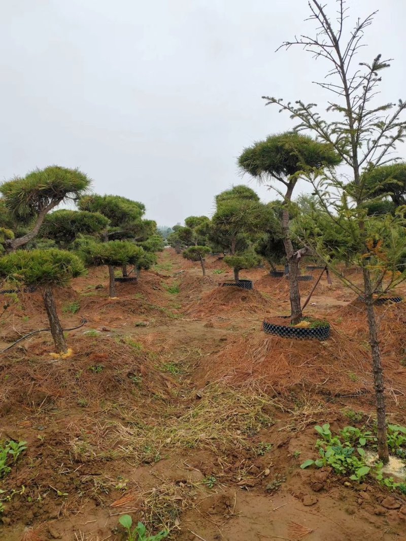 黑松规格齐全量大价格实惠。荒山绿化造型树首先。