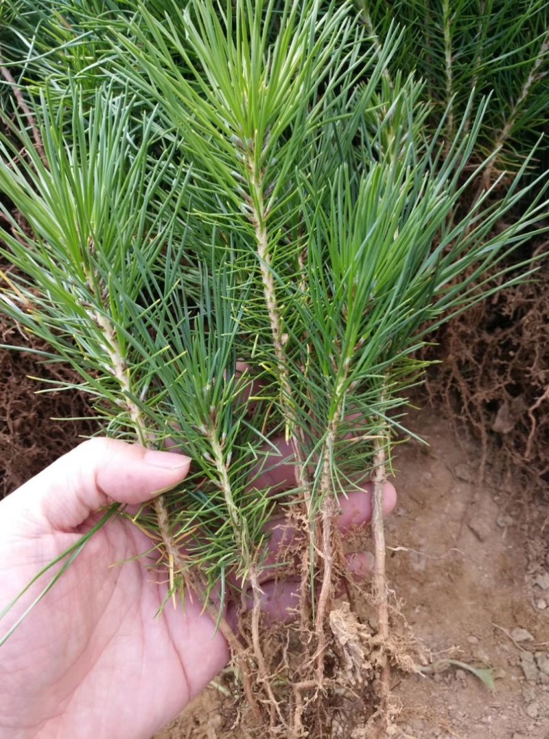 黑松规格齐全量大价格实惠。荒山绿化造型树首先。