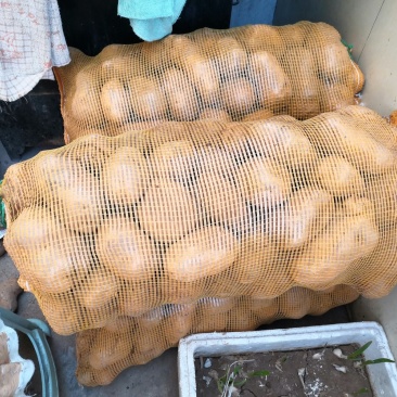 土豆