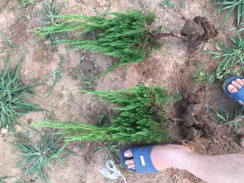 小龙柏龙柏苗龙柏小苗
