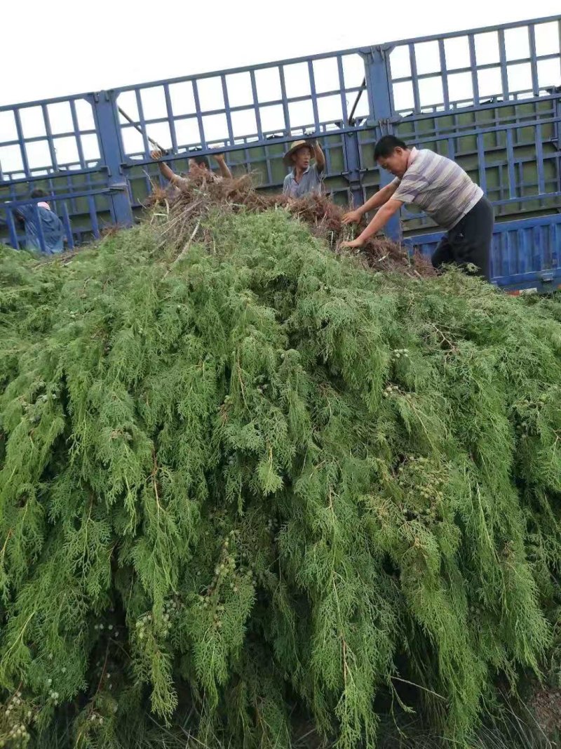 侧柏规格齐全量大价格实惠欢迎实地考察