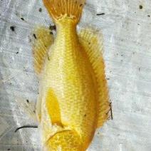 黄金石斑鱼
