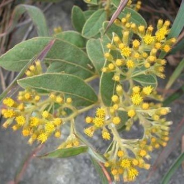 长期供应（山白芷）白面风、毛老虎、土白芷、山芷梅、