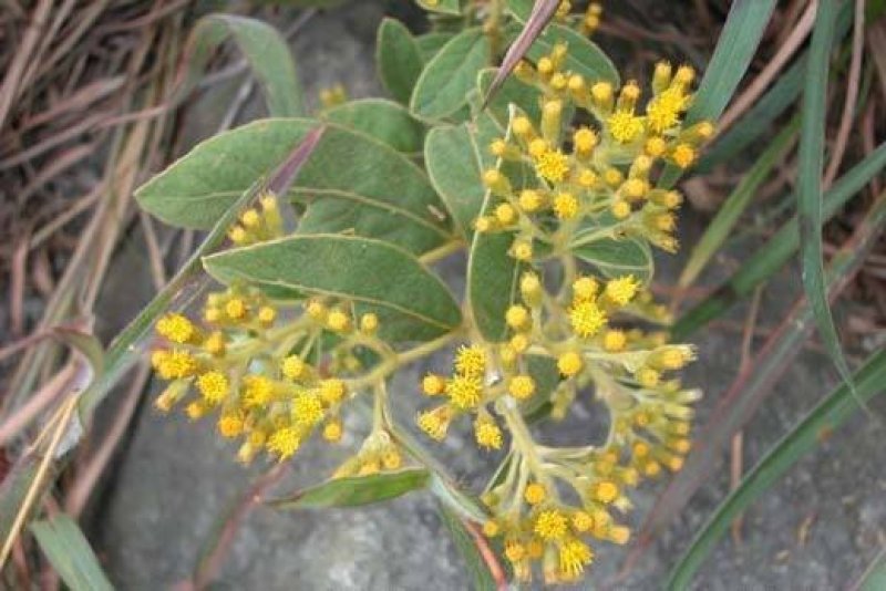 长期供应（山白芷）白面风、毛老虎、土白芷、山芷梅、