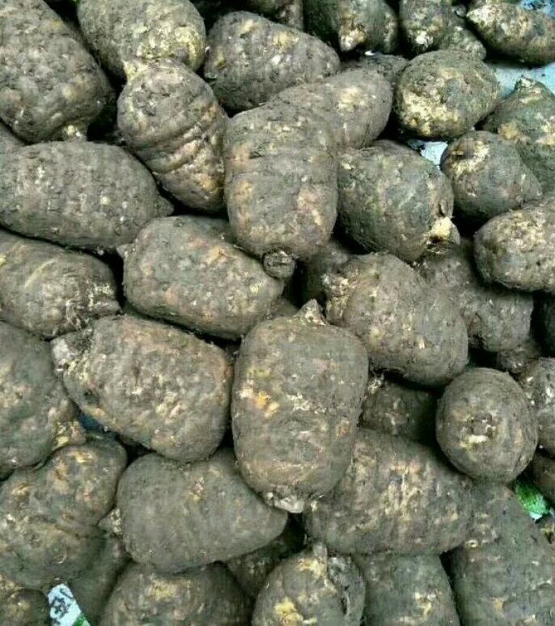 正宗小草坝天麻，一手货源价格优惠