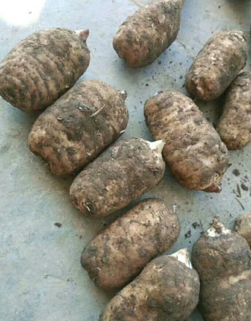 正宗小草坝天麻，一手货源价格优惠