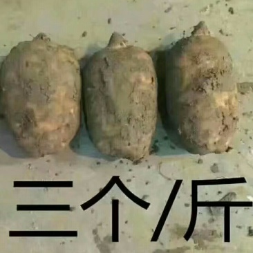 正宗小草坝天麻，一手货源价格优惠