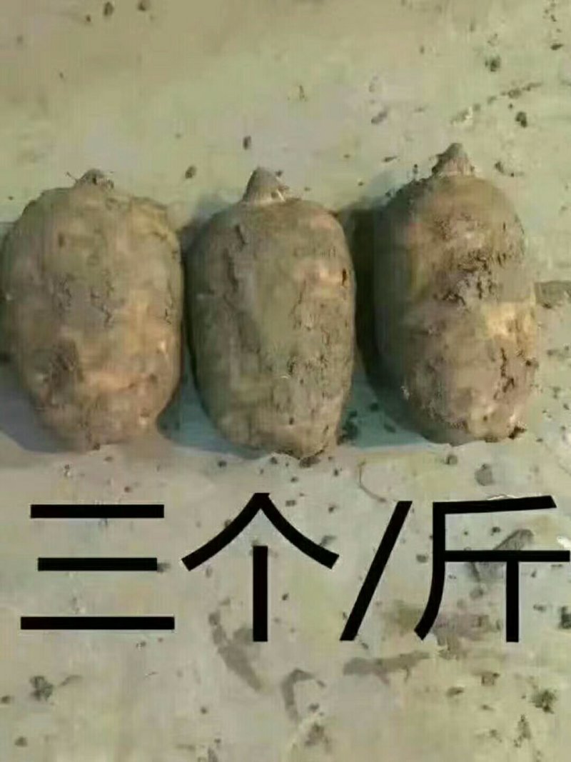 正宗小草坝天麻，一手货源价格优惠