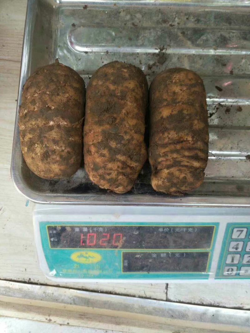 正宗小草坝天麻，一手货源价格优惠