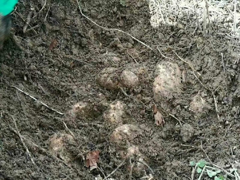 正宗小草坝天麻，一手货源价格优惠