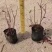 蓝莓苗10~20cm0.5~1年。基地直发
