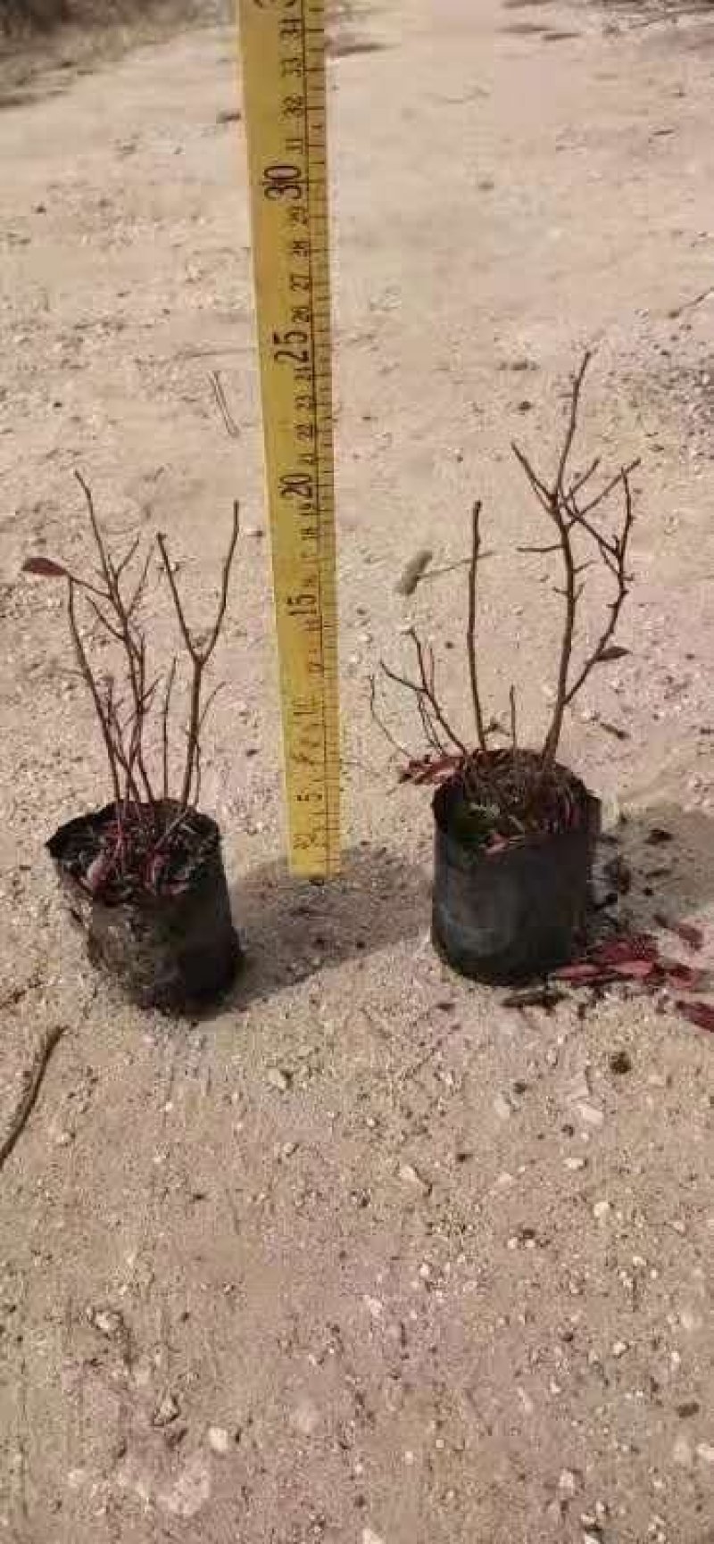 蓝莓苗10~20cm0.5~1年。基地直发