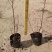蓝莓苗10~20cm0.5~1年。基地直发