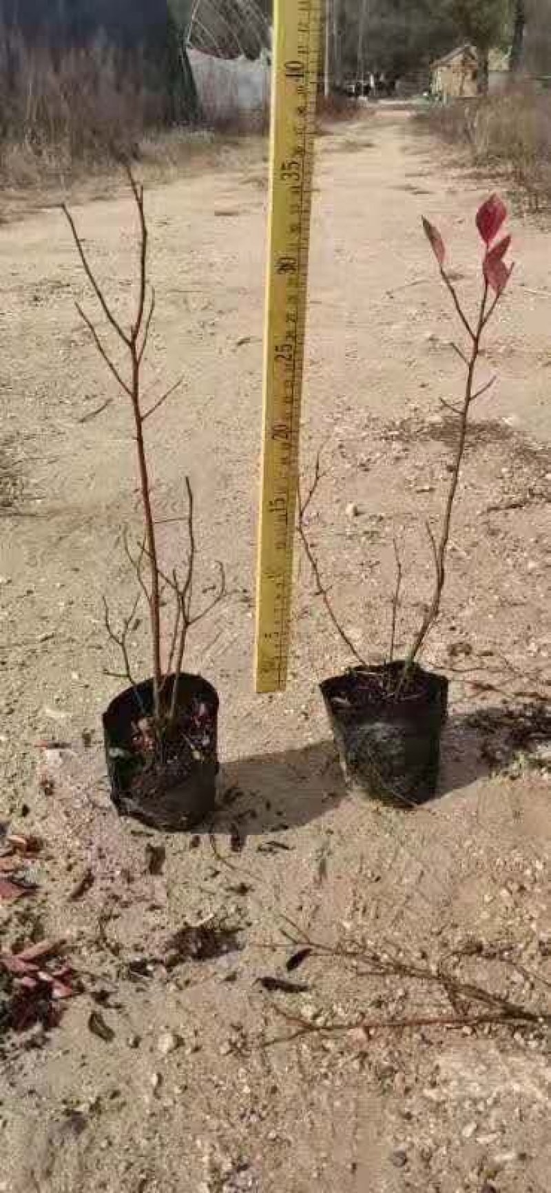 蓝莓苗10~20cm0.5~1年。基地直发
