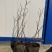 蓝莓苗10~20cm0.5~1年。基地直发