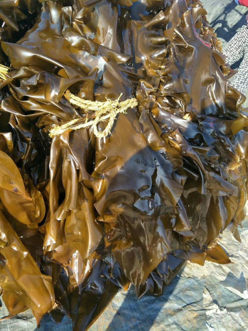 大连海带人工养植无污染鲜品海带