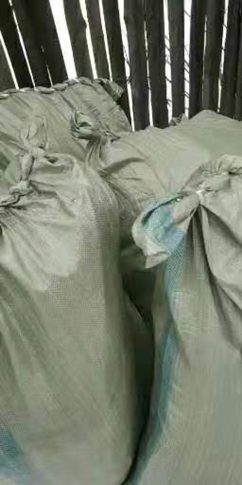 黑加仑苗。基地直发。价格低。成活率高。服务好量大优惠。