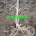 猕猴桃苗实生苗0.6~0.8cm基地30~35cm