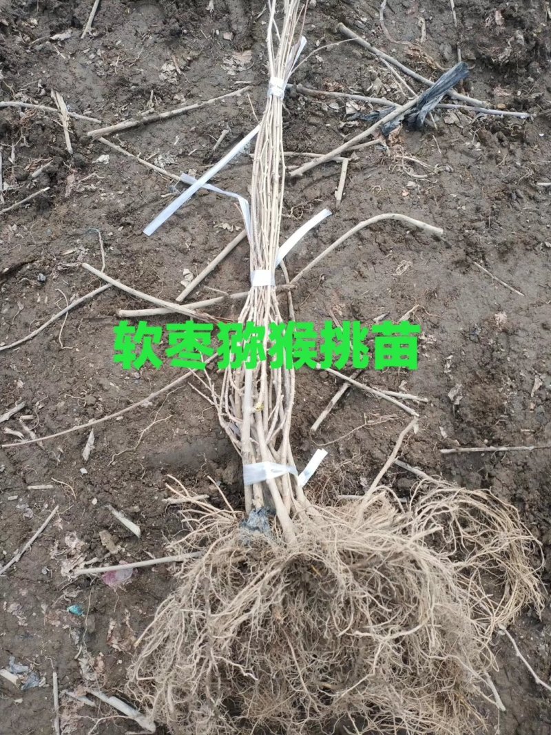 猕猴桃苗实生苗0.6~0.8cm基地30~35cm