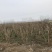 精品紫薇紫薇3-20公分基地之销看货打号