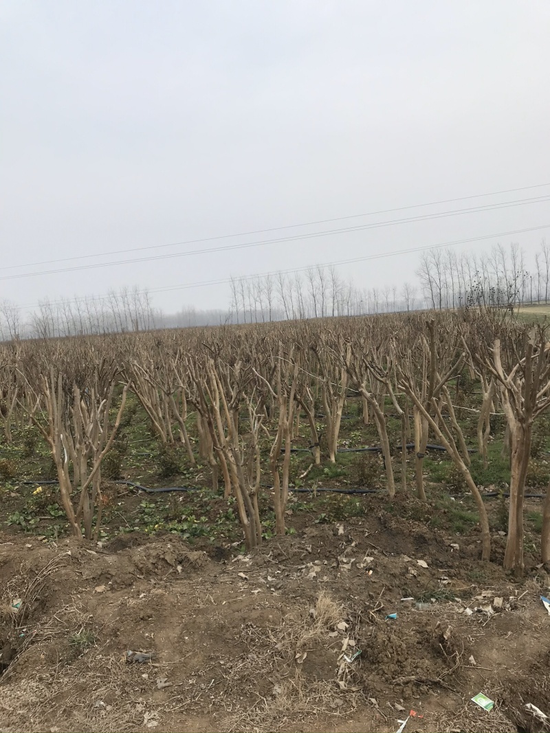 精品紫薇紫薇3-20公分基地之销看货打号