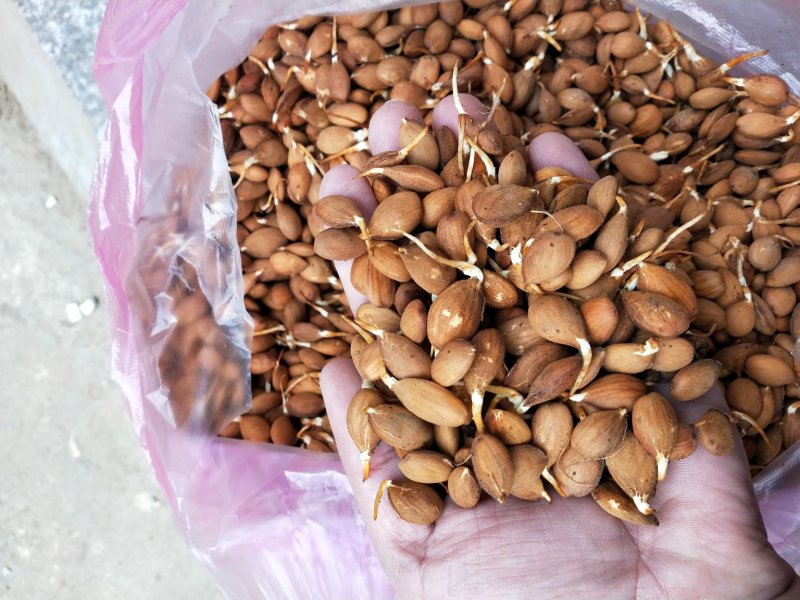 毛桃种子，育苗专用，发芽率%98以上，线上交易量大优惠