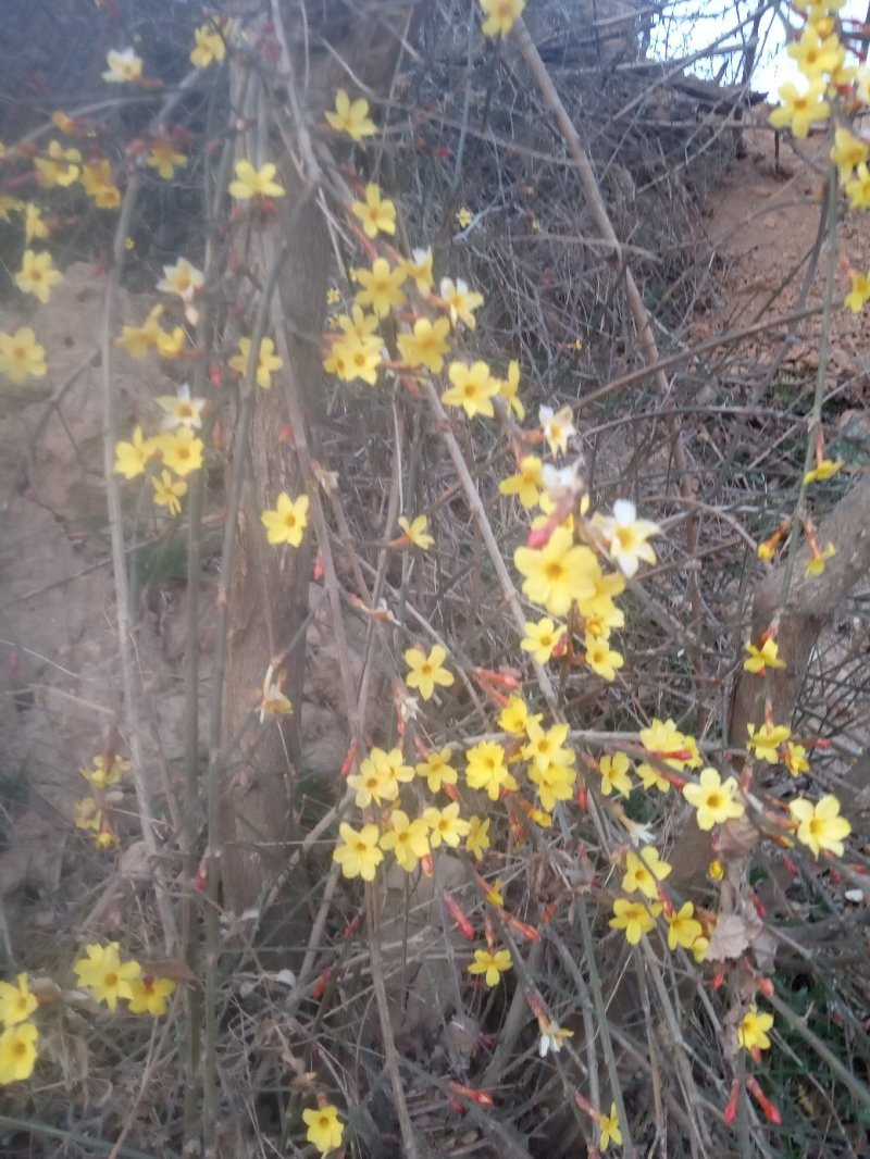 产地直销小量供应野生迎春花抗旱耐寒自然生长