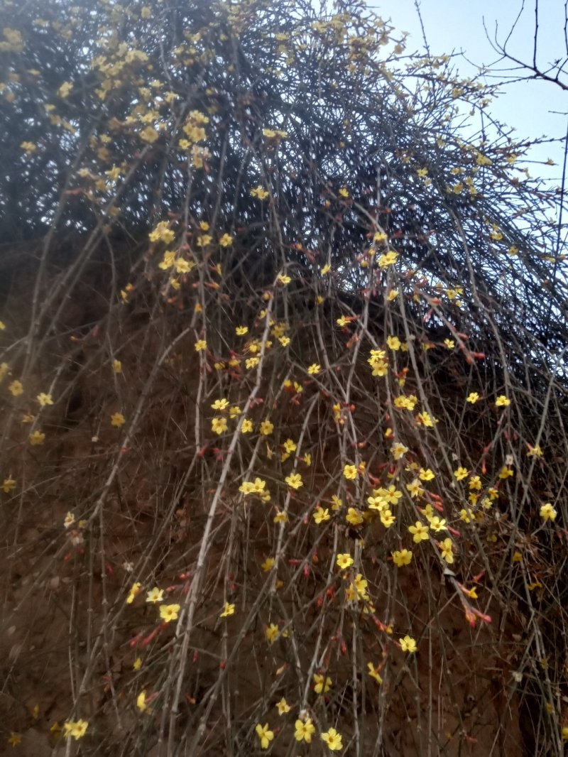 产地直销小量供应野生迎春花抗旱耐寒自然生长