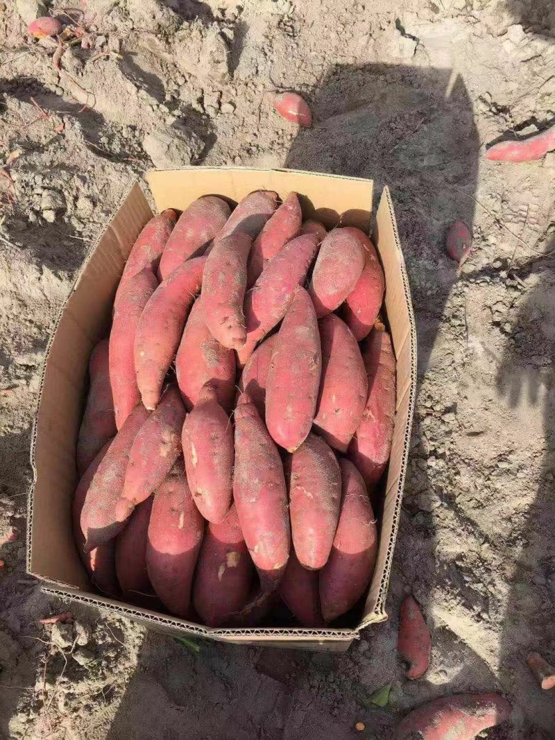 西瓜红红薯