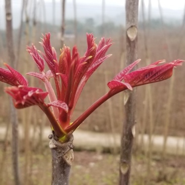 红油香椿芽2020已上市