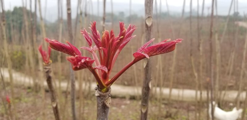 红油香椿芽2020已上市