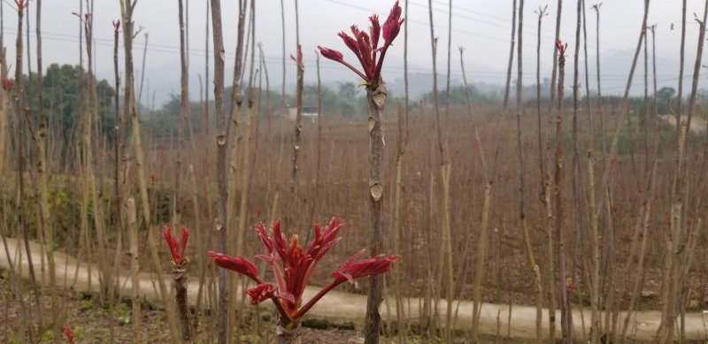 红油香椿芽2020已上市