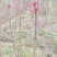 红油香椿芽2020已上市