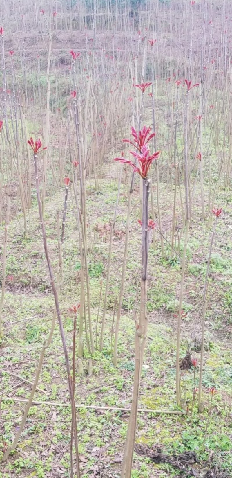 红油香椿芽2020已上市