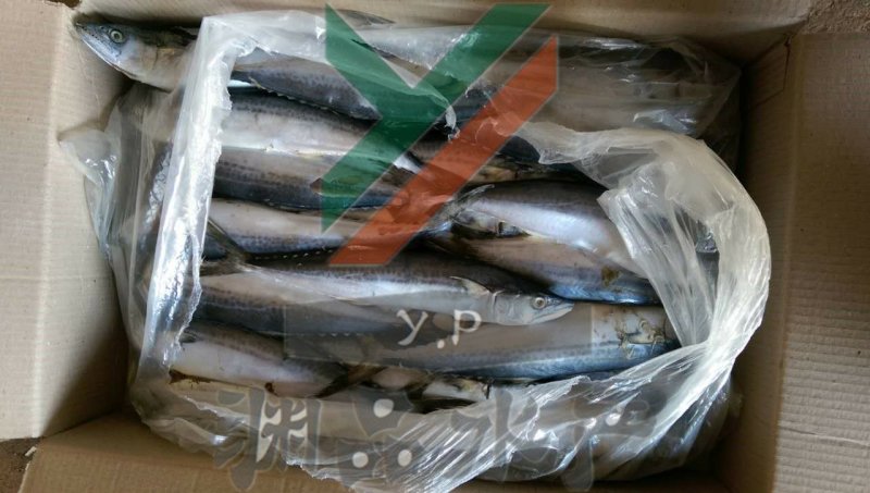 【渊品水产】养马岛海产品冰鲜鲅鱼