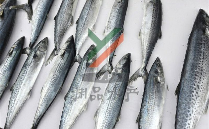 【渊品水产】养马岛海产品冰鲜鲅鱼
