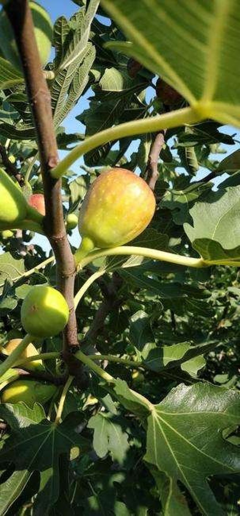 布兰瑞克无花果树果苗庭院阳台种植盆栽地栽南方北方当年结果