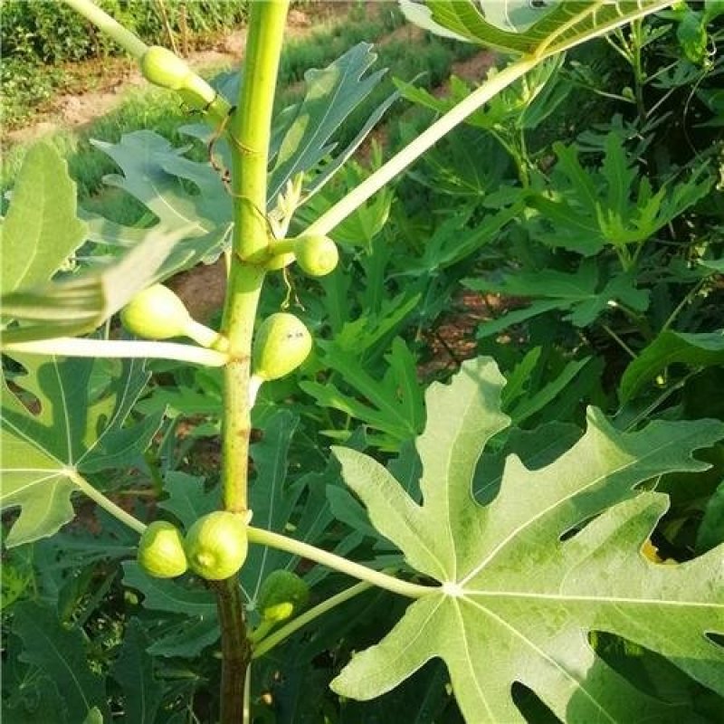 布兰瑞克无花果树果苗庭院阳台种植盆栽地栽南方北方当年结果