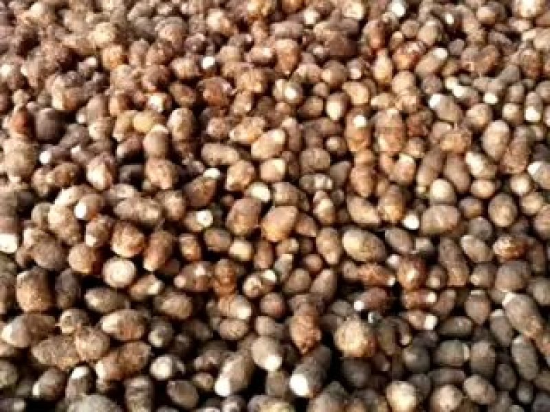 中药根茎类