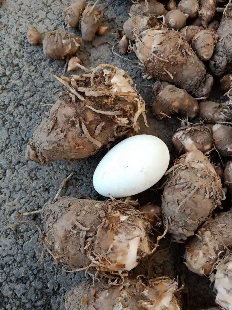 中药根茎类