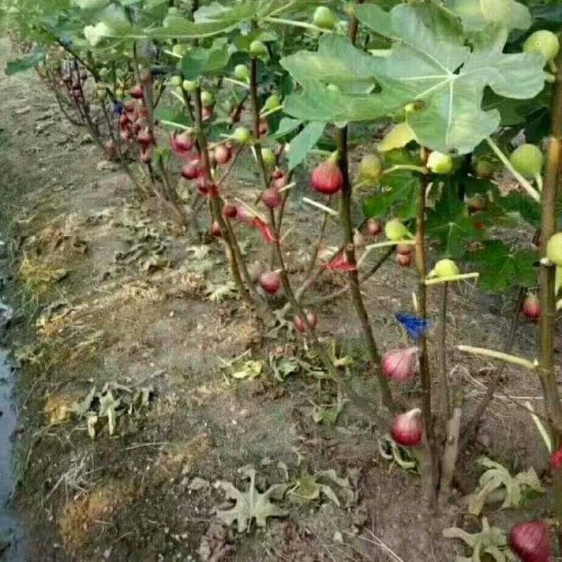 无花果树果苗特大波姬红四季盆栽地栽庭院南北方种植当年结果