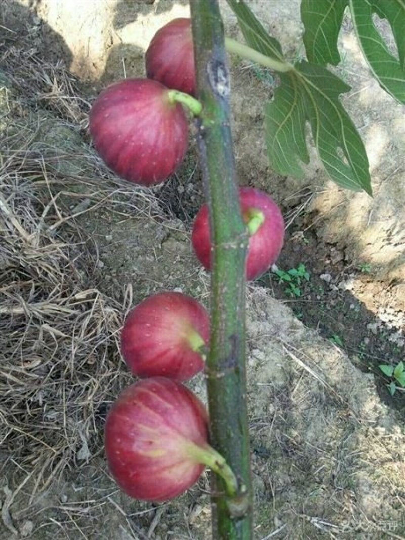 无花果树果苗特大波姬红四季盆栽地栽庭院南北方种植当年结果