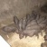 太湖母猪品种好5头包邮