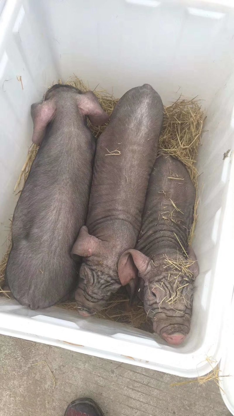 太湖母猪品种好5头包邮