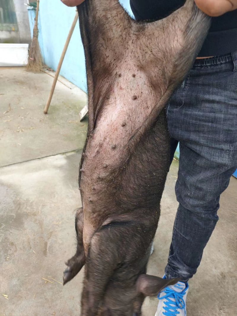 太湖母猪品种好5头包邮