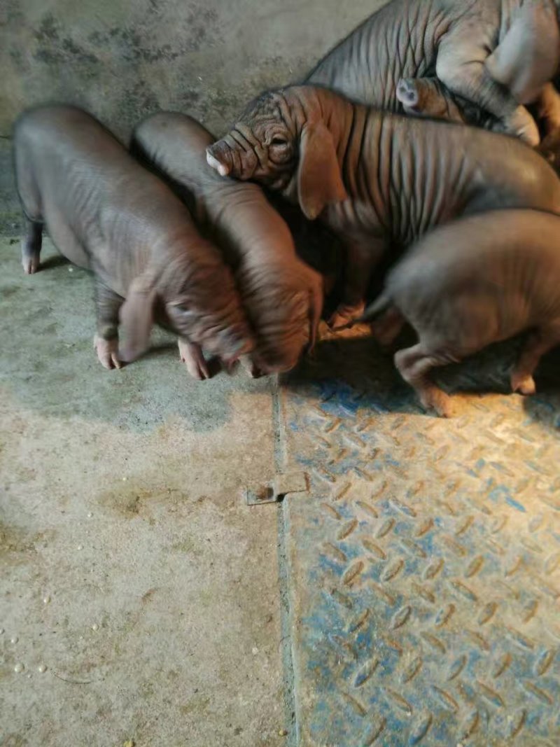 太湖母猪品种好5头包邮