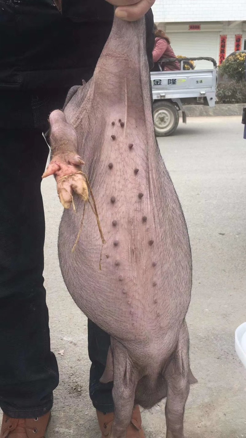 太湖母猪品种好5头包邮