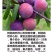 脆红李子苗果大香甜可口产量高保证品种包成活现挖发货包邮