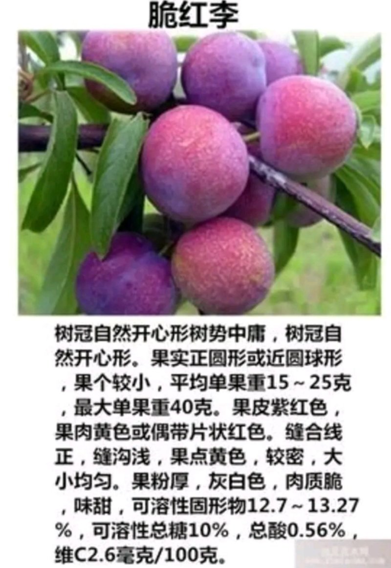 脆红李子苗果大香甜可口产量高保证品种包成活现挖发货包邮