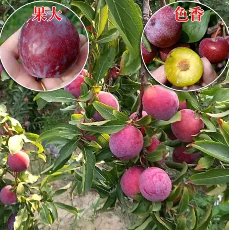 脆红李子苗果大香甜可口产量高保证品种包成活现挖发货包邮